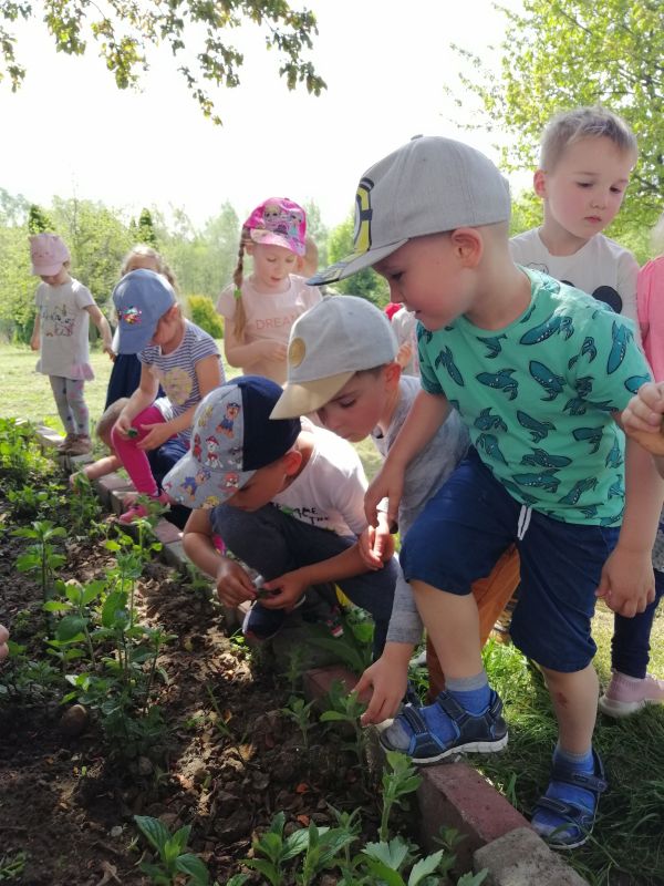 W poszukiwaniu mniszka lekarskiego - zdjęcie 10